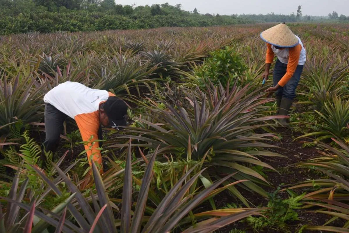 Kucurkan dana Rp 3 miliar, Pertamina selamatkan 3.600 hektare lahan gambut