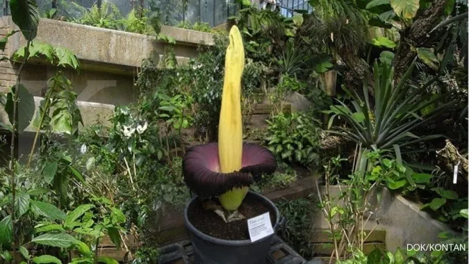 Corpse flower blooms at Bogor Botanical Gardens