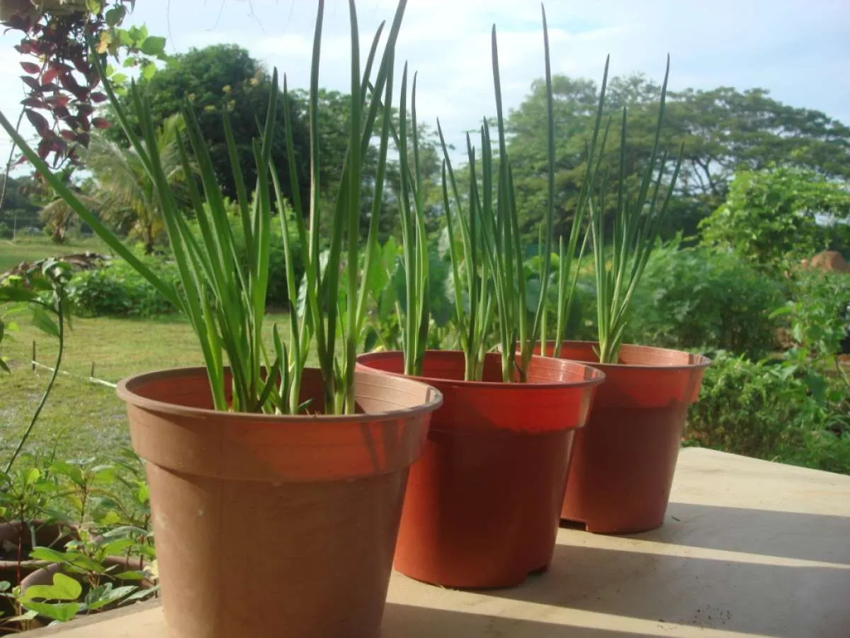 Cara Mudah Menanam Daun Bawang Menggunakan Pot di Rumah