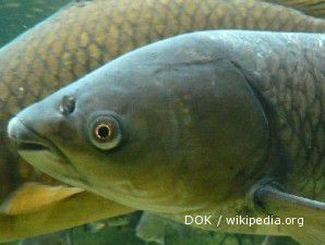 Grass carp tumbuh besar dalam enam bulan (2)