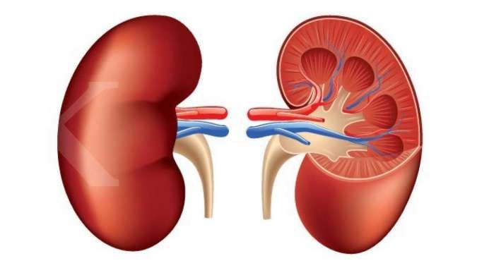 Pantang disepelekan! Ini 10 gejala infeksi ginjal yang perlu diketahui