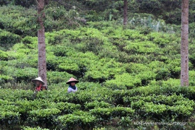 Dollar AS menguat, pendapatan ekspor teh Indonesia bisa naik