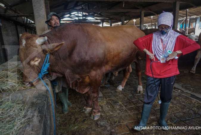 Jokowi kurban sapi di 34 provinsi Indonesia