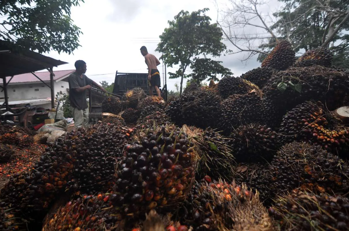 Ditopang Permintaan China dan India, Harga CPO Akhir Tahun Berpotensi Menguat