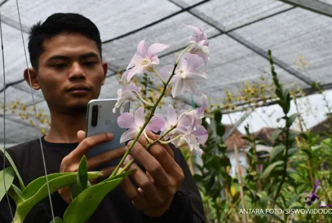 BUDI DAYA TANAMAN ANGGREK