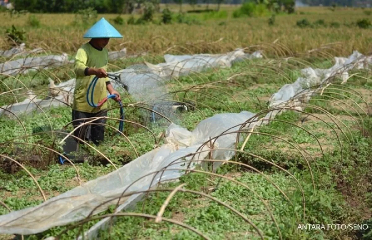 Asuransi pertanian efektif dijalankan mulai 2015