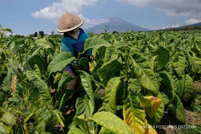Rencana pemerintah naikkan cukai rokok dinilai akan hancurkan petani tembakau