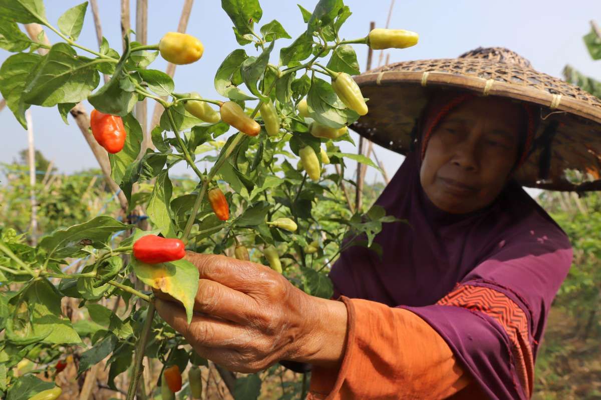 Cuaca Ekstrem Membuat Harga Sayuran Mulai Merangkak Naik