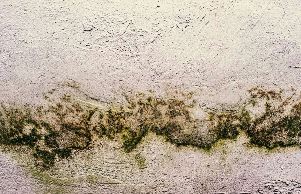 Apa Itu Black Mold pada Bangunan Rumah? Ini Arti, Penyebab, Bahaya, dan Cara Mencegah