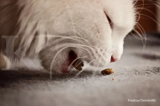 Kenapa Kucing Muntah Busa? Simak 10 Penyebab yang Wajib Anda Ketahui 