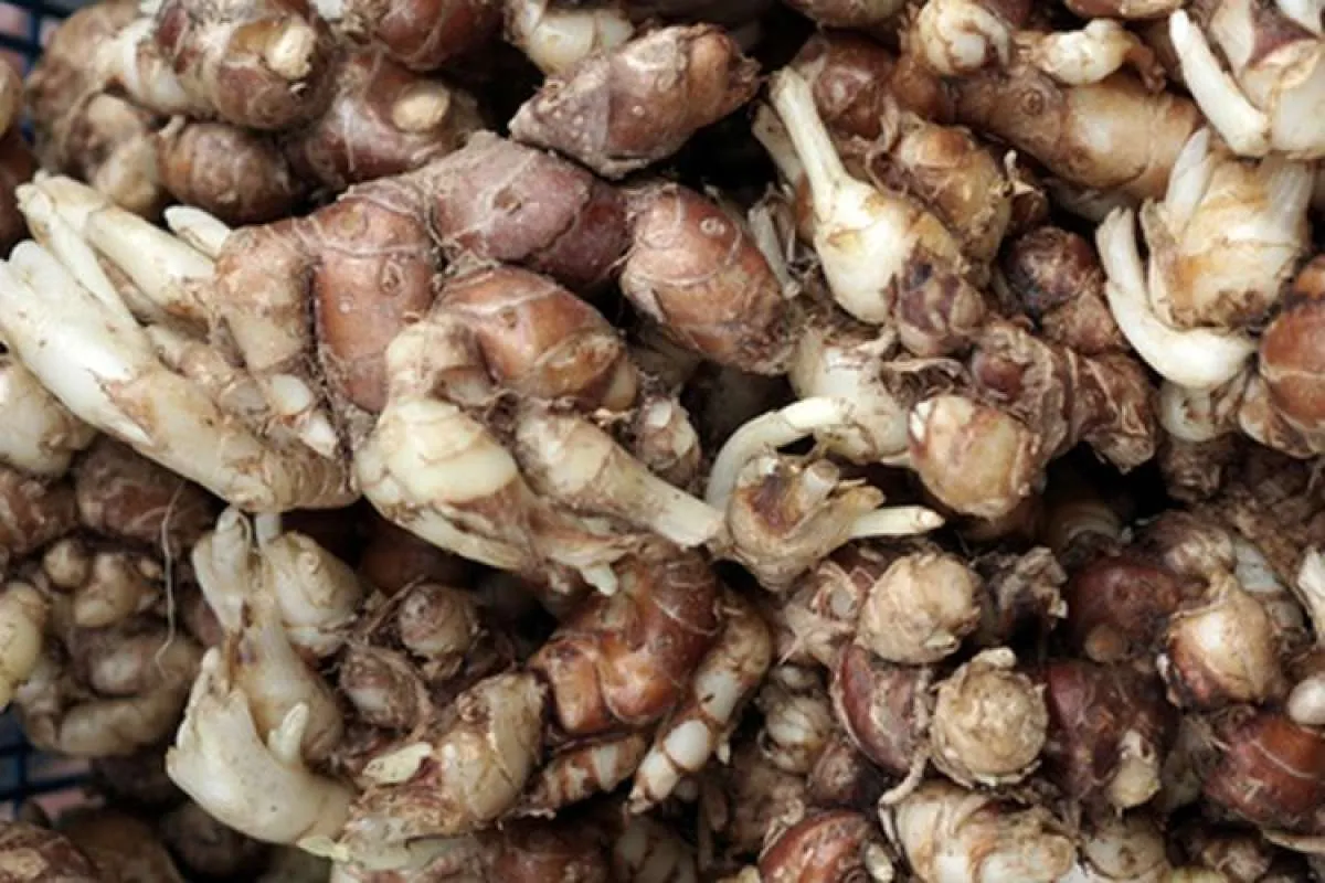 Sederet manfaat kencur untuk kesehatan: meredakan radang lambung sampai rematik