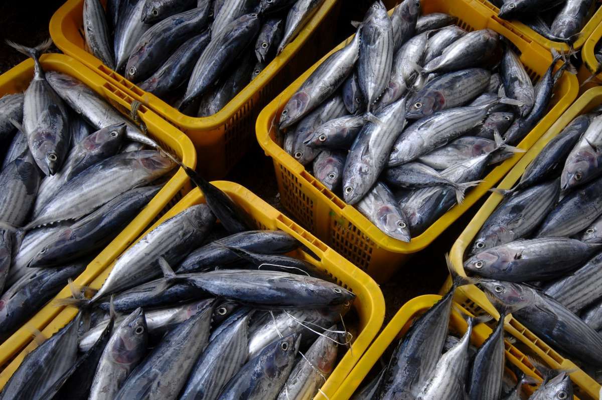 Program Penangkapan Ikan Terukur Dimulai Maret 2022