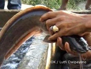 Melirik pasar ikan lele yang semakin jumbo