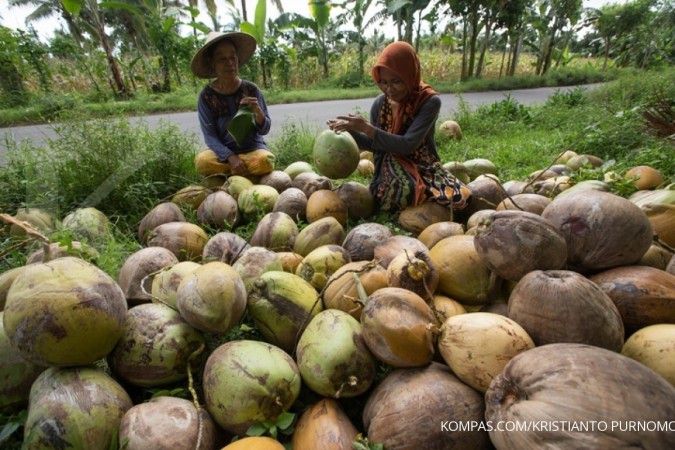 Produksi kelapa sejak 2011 terus menurun