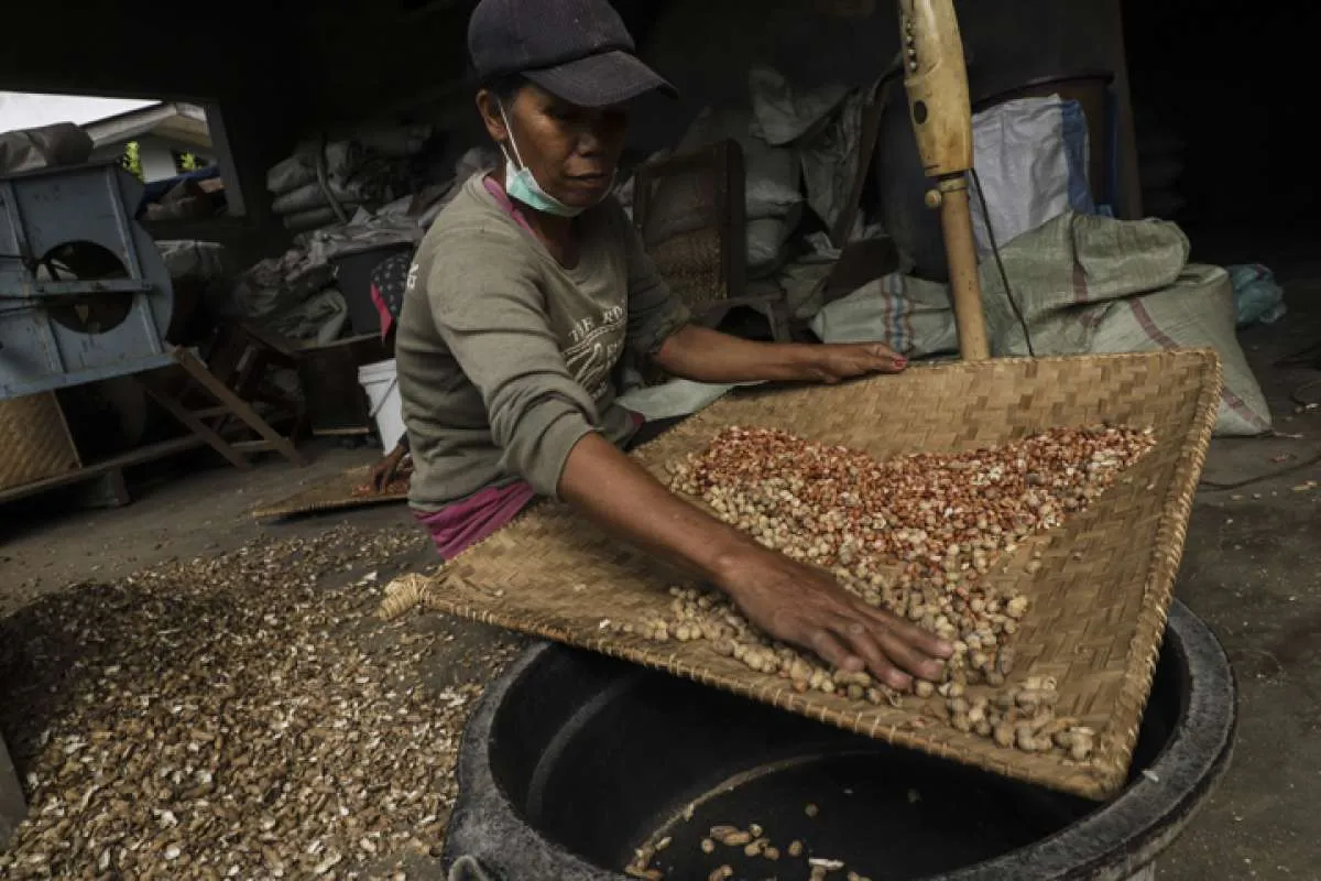 Mengupas legenda kacang Sihobuk (bagian 1)