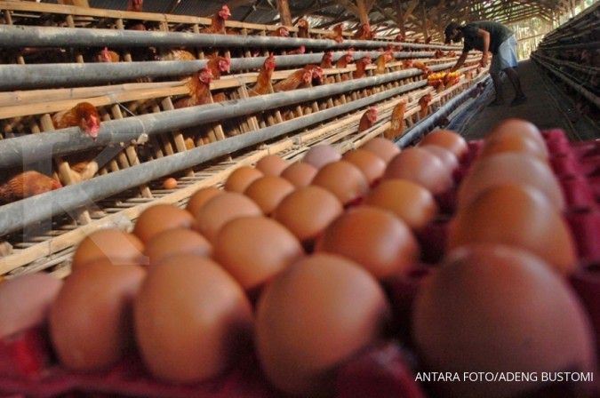 Jelang natal dan tahun baru, harga telur diproyeksi akan tetap tinggi