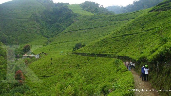 Produksi teh di Jawa Barat anjlok 50%