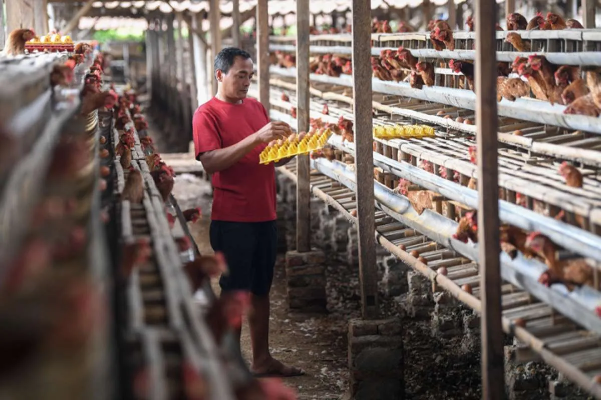 Harga Pakan Naik, Peternak Wanti-wanti Kelangkaan Stok Telur dan Daging Ayam