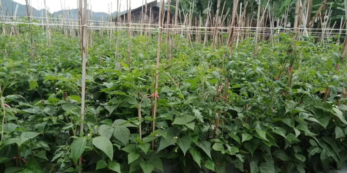 Hadapi El Nino, Syngenta Percepat Adopsi Teknologi untuk Jaga Produktivitas Pertanian