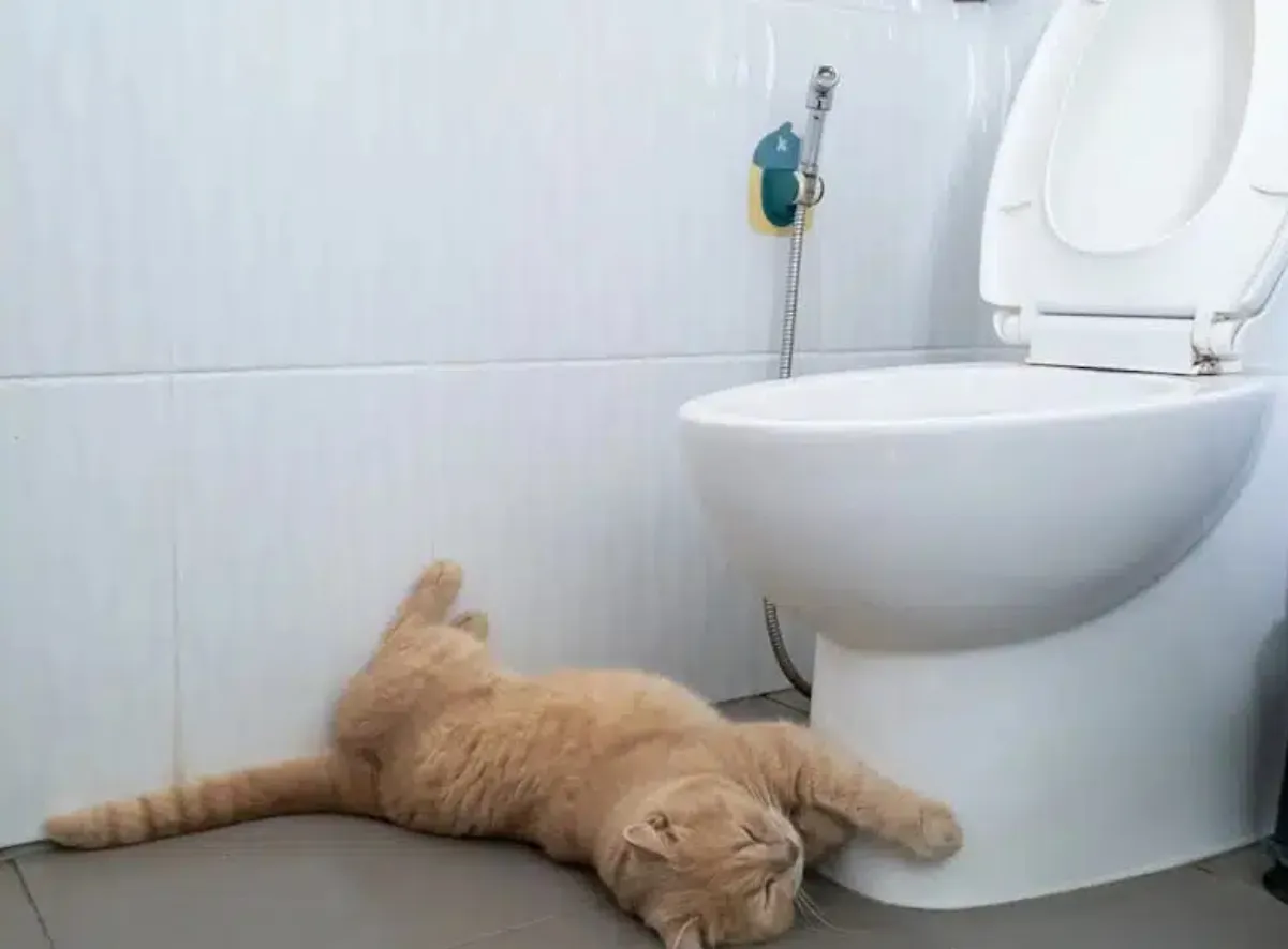 kucing tidur di kamar mandi