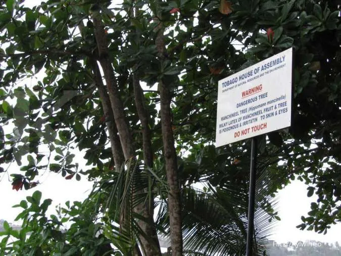 Mengenal Pohon Machineel Hingga Buahnya Paling Beracun di Dunia
