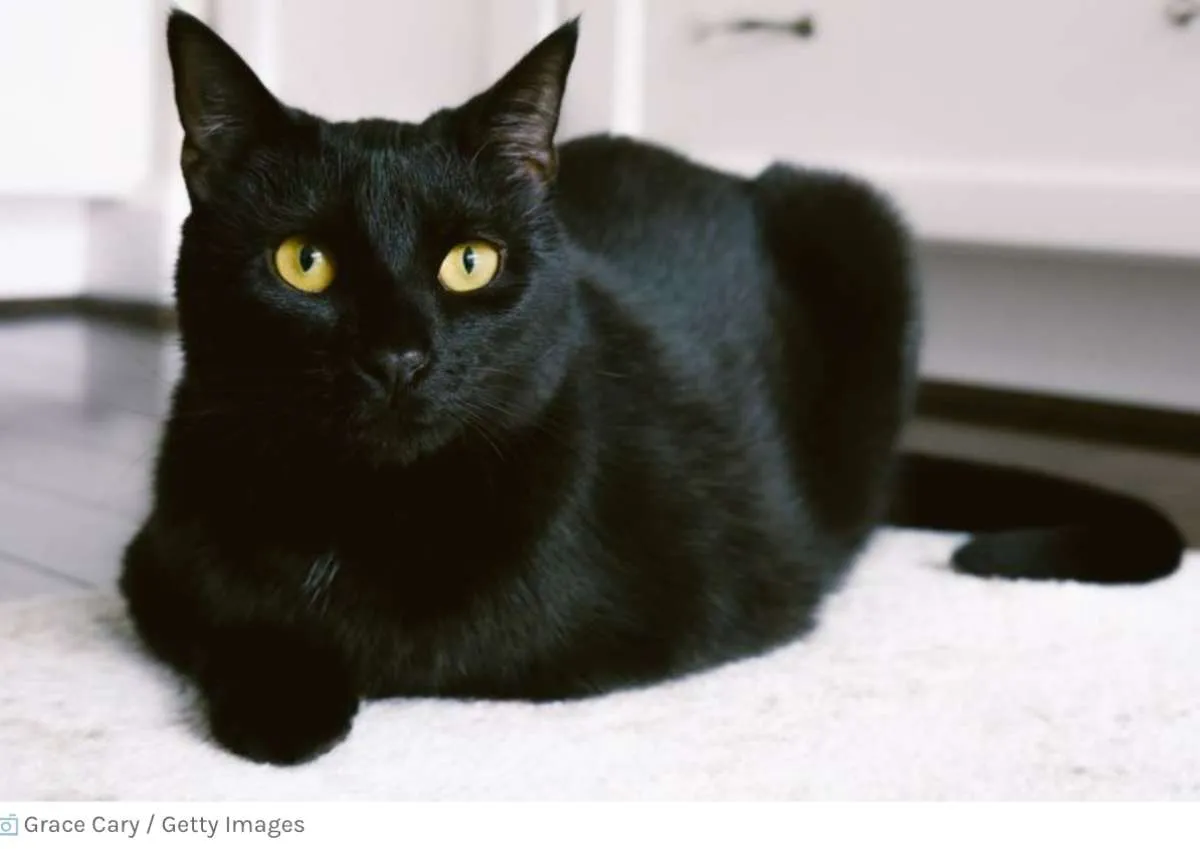 Ini Lo Jenis Kucing yang Sesuai Zodiak Anda & Cocok Dipelihara