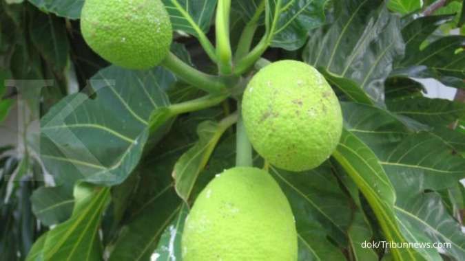 3 Daun buah-buahan yang bermanfaat sebagai obat herbal untuk asam urat tinggi