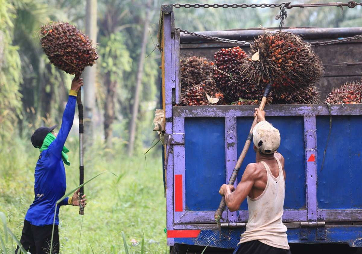 Pasokan Berkurang, Harga CPO Menyentuh RM 2.400 per Ton