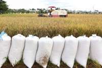 Prabowo Apresiasi Serapan Gabah Bulog: Petani Tersenyum, Sejarah Tercipta