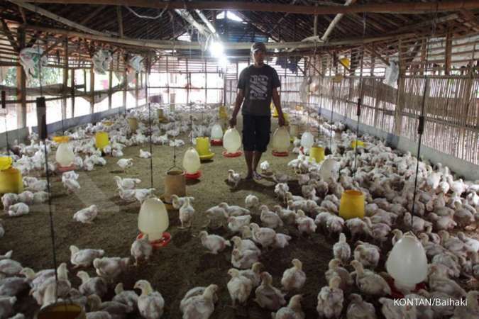 Ini upaya Kementan untuk menstabilkan harga ayam