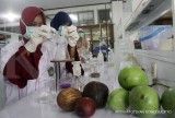 Lahan 1 Juta Hektare Menyokong Kebijakan Bioetanol
