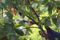 Program Peremajaan Kakao Menyasar 248.500 ha Lahan Hingga 2027