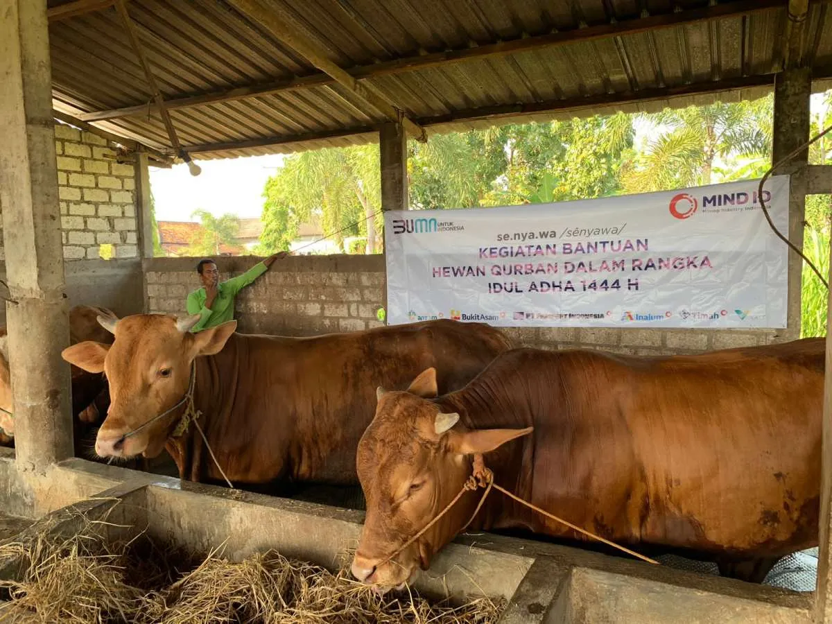 Sambut Idul Adha, MIND ID Salurkan Hampir Seribu Hewan Kurban 