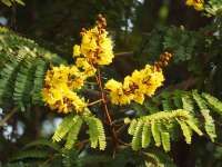 Warna Soga Sang Saka Gula Kelapa