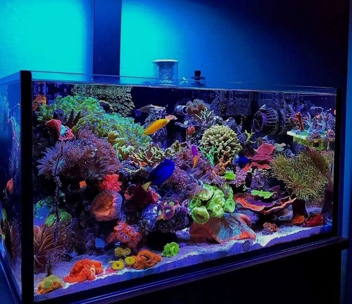 Penting! Perhatikan 4 Hal Ini Saat Memilih Ikan untuk Aquascape