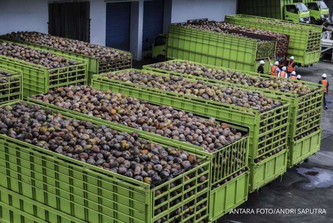 Pasokan Langka, Harga Minyak Kelapa Naik Tiga Kali Lipat 