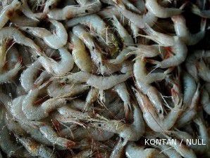 Nasib ribuan petambak udang AWS terancam