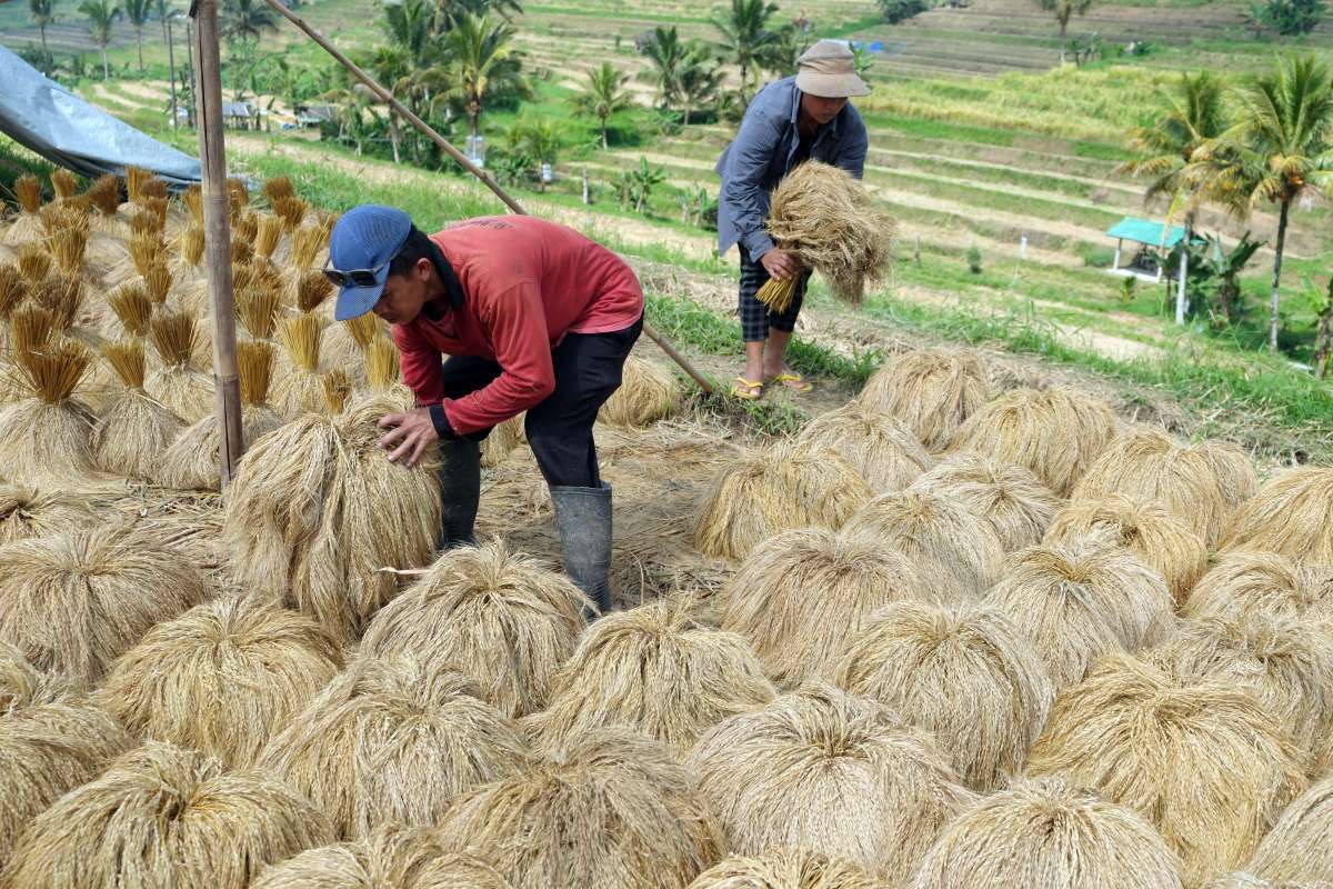 Pemerintah Berjanji Menyerap Beras Hasil Panen Raya