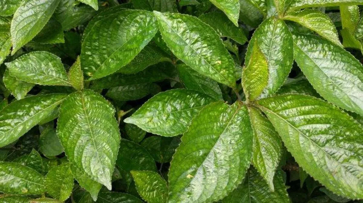 Kerap dijadikan jamu atau teh, ini manfaat keji beling sebagai obat herbal 