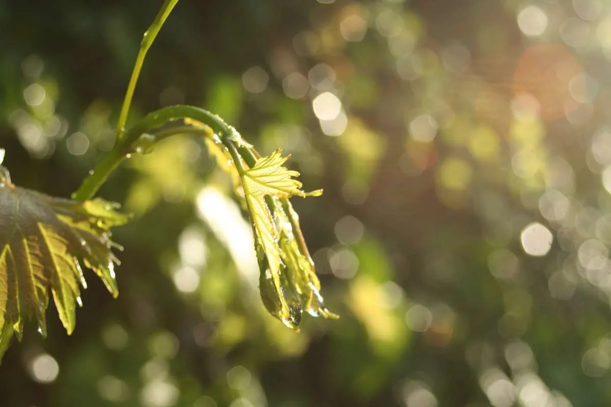 Meski Sudah Dirawat, Kenapa Tanaman Menjadi Layu? Ketahui 5 Penyebabnya