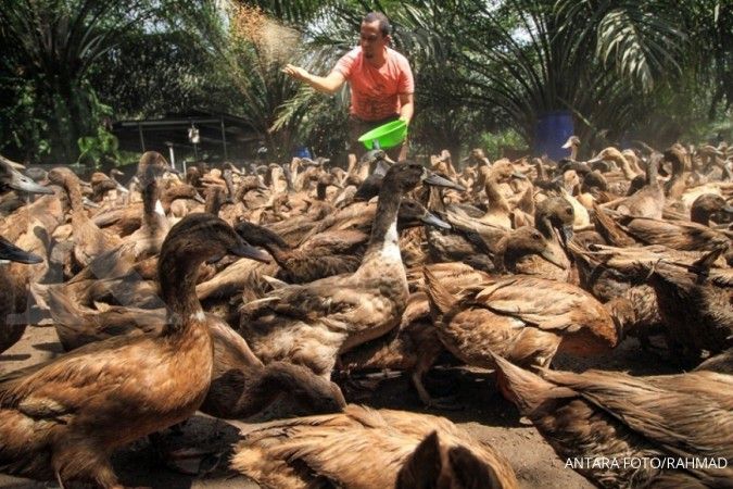 Himpuli desak Kemtan batalkan rencana impor daging bebek Malaysia 
