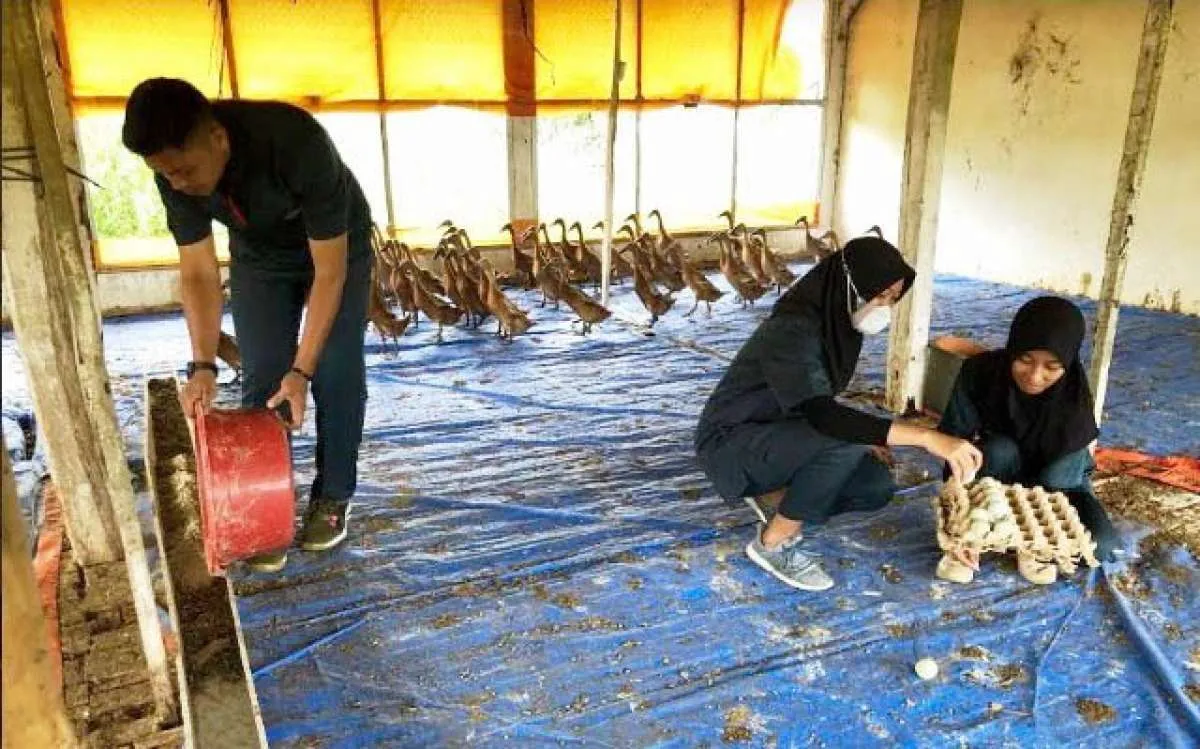 Kementan Dorong Pengembangan Bebek Petelur untuk Berwirausaha
