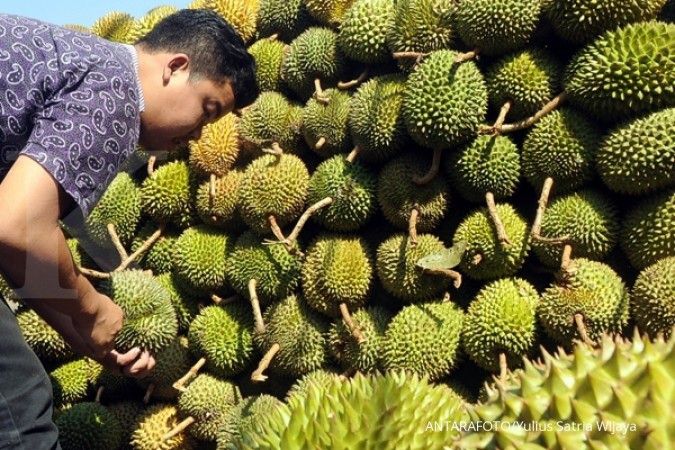 Durian atok jalan kebun