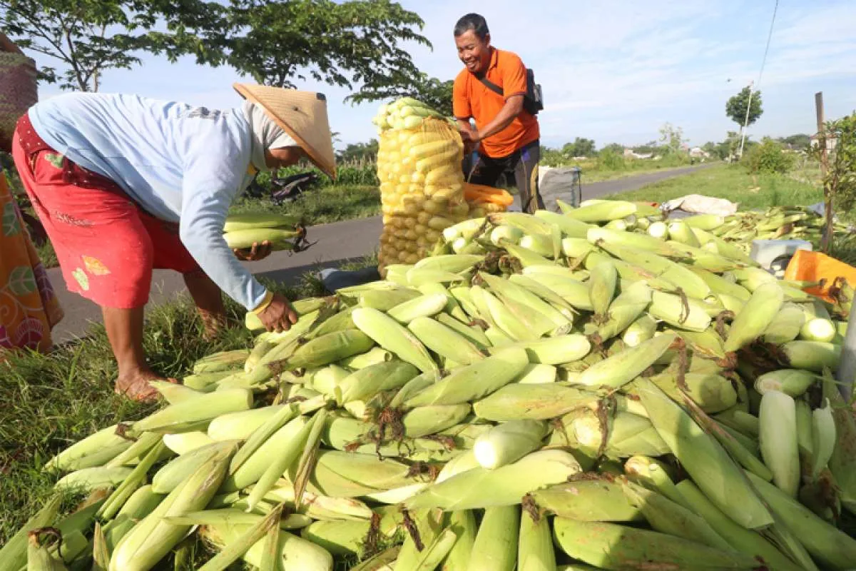Begini Upaya Bapanas Stabilkan Pasokan dan Harga Jagung