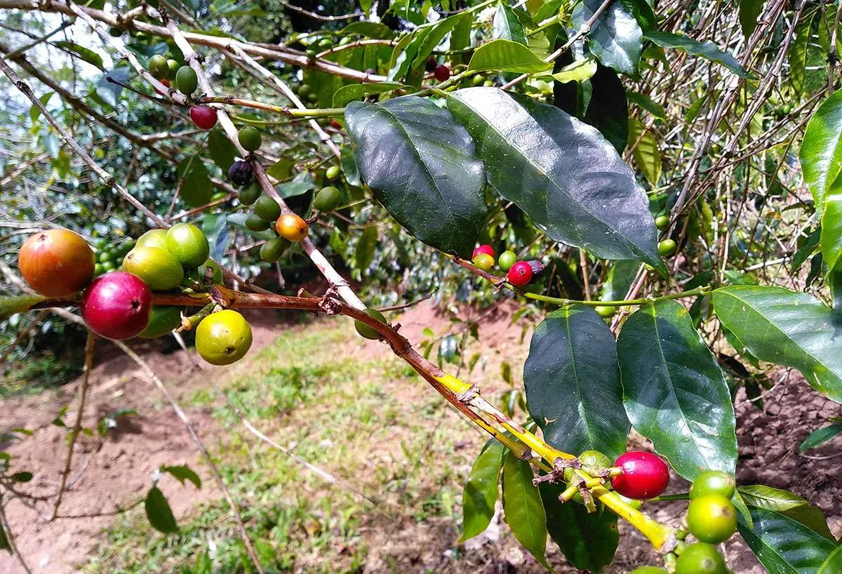 Pandemi berdampak pada rantai pasokan, begini pertahanan industri kopi