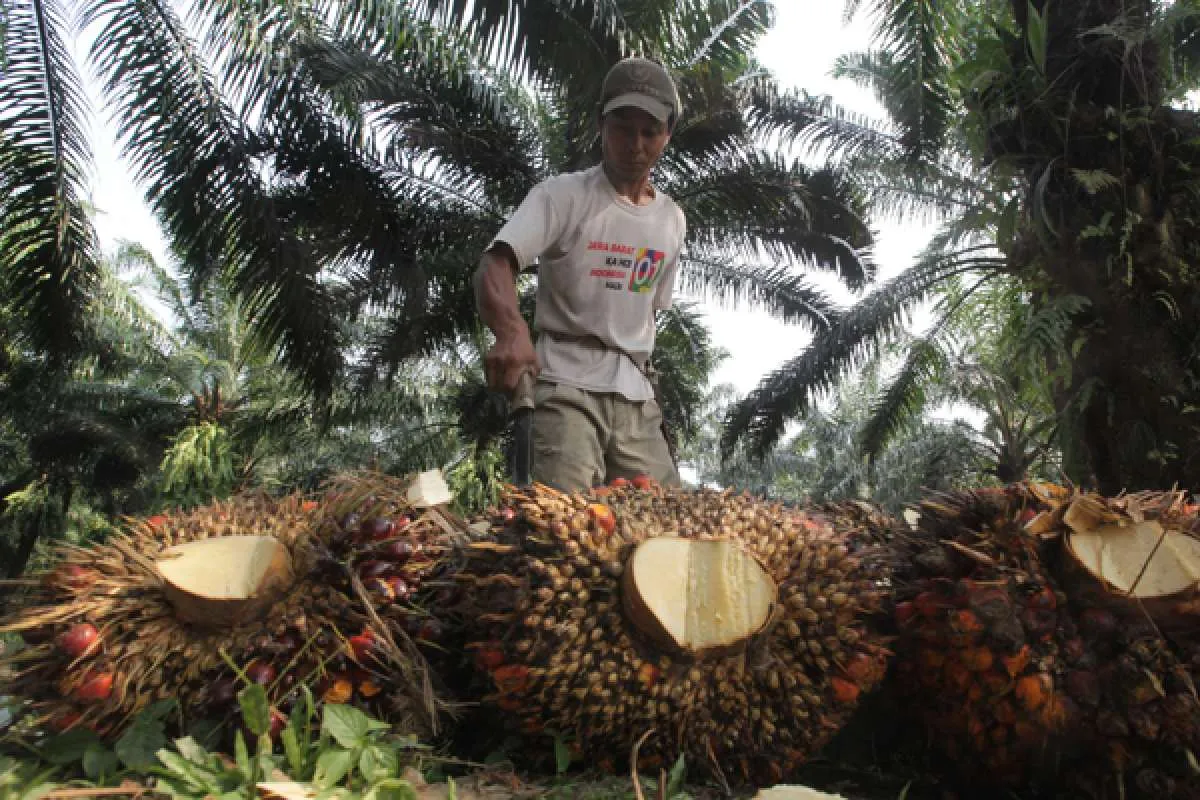 Pembinaan intensif terhadap petani sawit swadaya menjadi tanggungjawab semua pihak