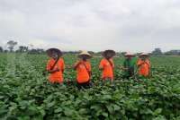 Produksi TBS Austindo Nusantara (ANJT) Turun 7,4% Jadi 173.226 Ton di Kuartal I-2024