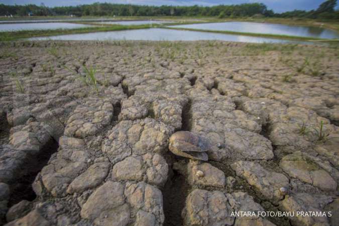 Apa Itu El Nino dan Dampak yang Ditimbulkannya bagi Indonesia