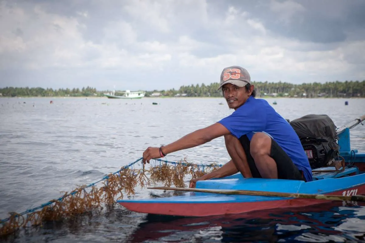 Pemerintah akan Perluas Hilirisasi Budidaya Rumput Laut ke Maluku Utara