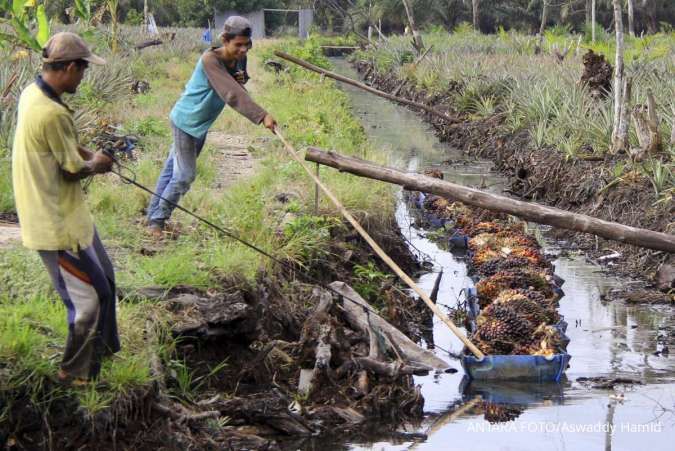 Kehadiran industri kelapa sawit berhasil tekan kemiskinan di Indonesia 